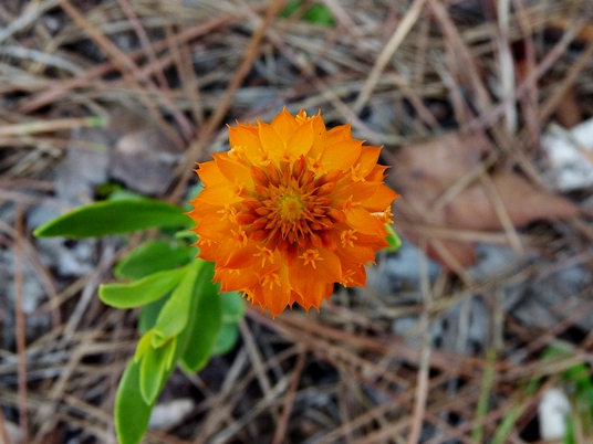 {Polygala lutea}